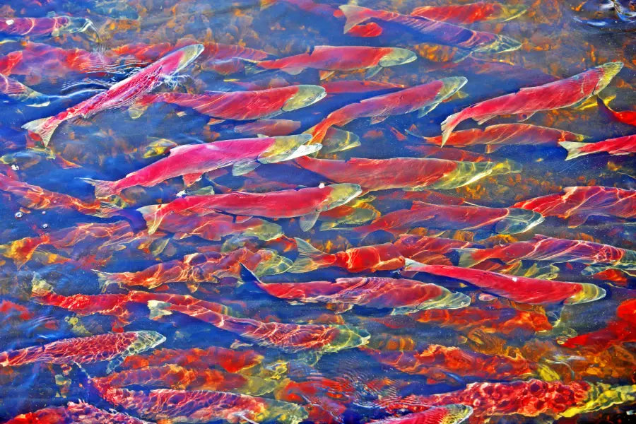 Astaxanthin and Salmon